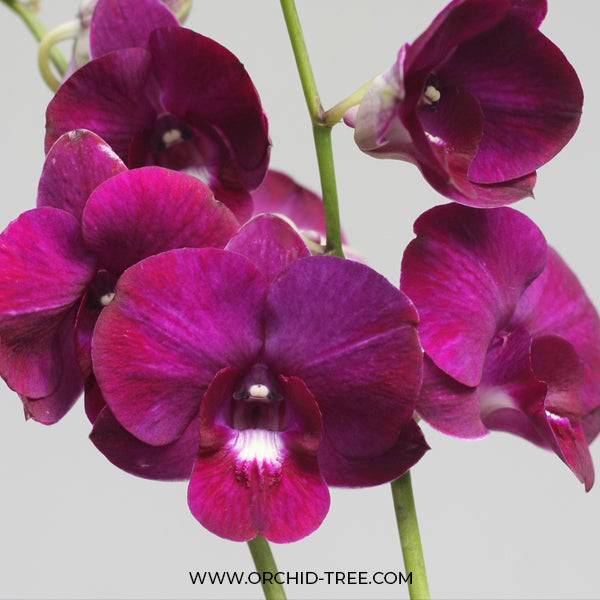 Dendrobium Betachong White Lip - Without Flowers | BS - Buy Orchids Plants Online by Orchid-Tree.com