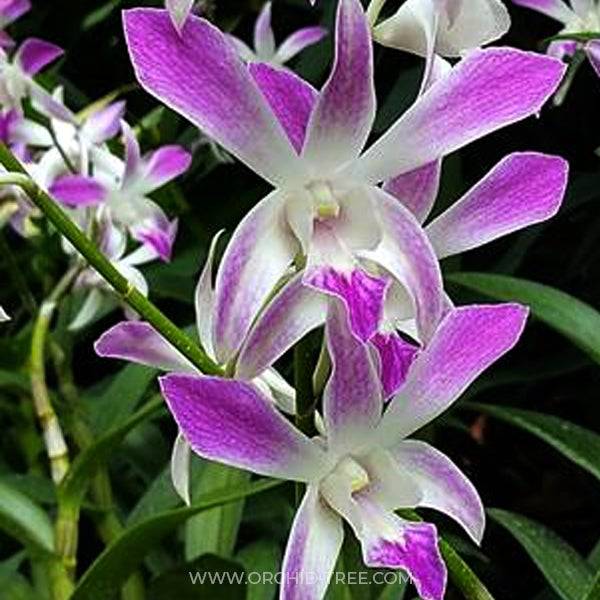Dendrobium Caesar - Without Flowers | BS - Buy Orchids Plants Online by Orchid-Tree.com
