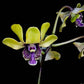 Dendrobium violaceoflavens sp. - Without Flowers | BS - Buy Orchids Plants Online by Orchid-Tree.com