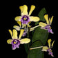 Dendrobium violaceoflavens sp. - Without Flowers | BS - Buy Orchids Plants Online by Orchid-Tree.com