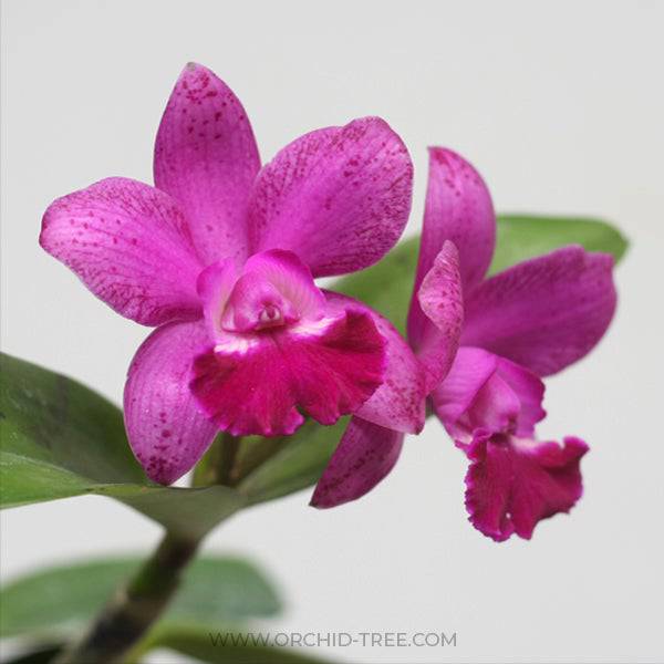 Cattleya (Lc.) Thosapol x Secret Love- With Buds | FF - Buy Orchids Plants Online by Orchid-Tree.com