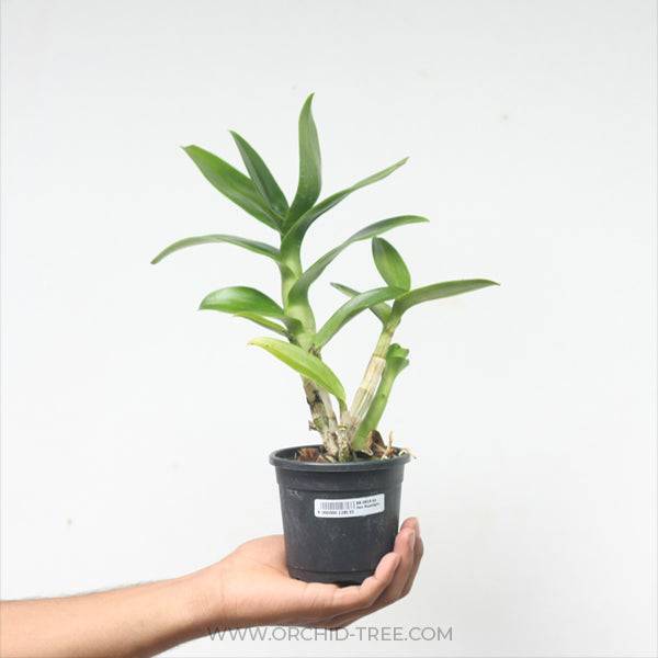 Dendrobium Moonlight - Without Flowers | BS - Buy Orchids Plants Online by Orchid-Tree.com