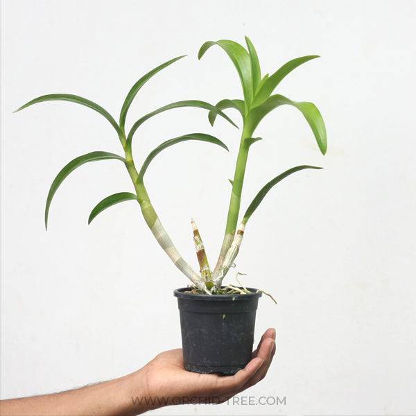 Dendrobium Eternal Flame - Without Flowers | BS - Buy Orchids Plants Online by Orchid-Tree.com