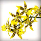 Oncidium ( Brassidomesa) Tzeng Wen Spots - Without Flowers | BS - Buy Orchids Plants Online by Orchid-Tree.com