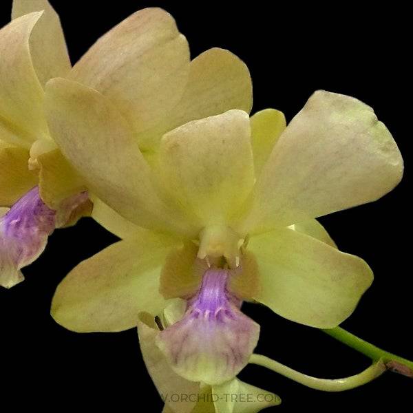 Dendrobium Moonlight - Without Flowers | BS - Buy Orchids Plants Online by Orchid-Tree.com