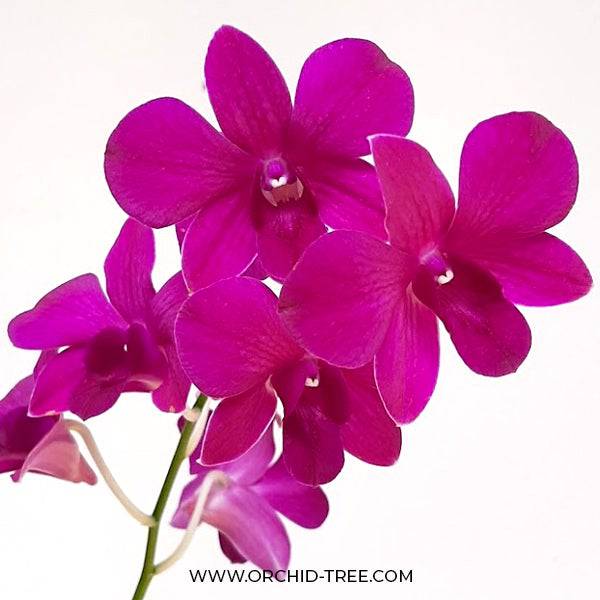 Dendrobium Spotlight - Without Flowers | BS - Buy Orchids Plants Online by Orchid-Tree.com