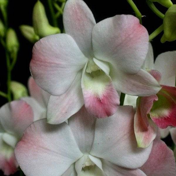 Dendrobium Nakarin - Without Flowers | BS - Buy Orchids Plants Online by Orchid-Tree.com