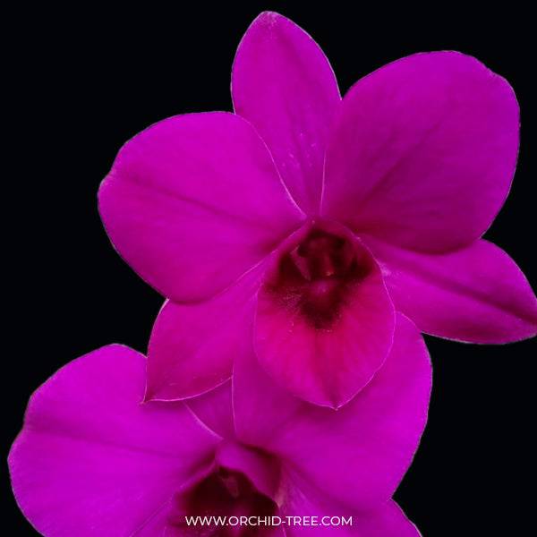 Dendrobium Gossip - Without Flowers | BS - Buy Orchids Plants Online by Orchid-Tree.com