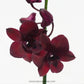 Dendrobium Black Pearl - Without Flowers | BS - Buy Orchids Plants Online by Orchid-Tree.com