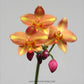 Spathoglottis Dark Orange - Without Flowers | MS - Buy Orchids Plants Online by Orchid-Tree.com