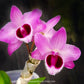 Dendrobium parishii x Nestor - Without Flowers | MS - Buy Orchids Plants Online by Orchid-Tree.com