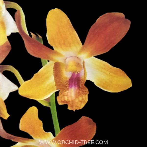 Dendrobium Tawny Doll - Without Flowers | BS - Buy Orchids Plants Online by Orchid-Tree.com