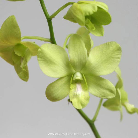Dendrobium Emerald Green - Without Flowers | BS - Buy Orchids Plants Online by Orchid-Tree.com