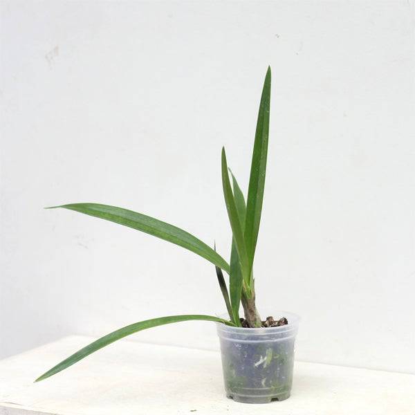Encyclia Lorraine Smith - Without Flowers | BS - Buy Orchids Plants Online by Orchid-Tree.com