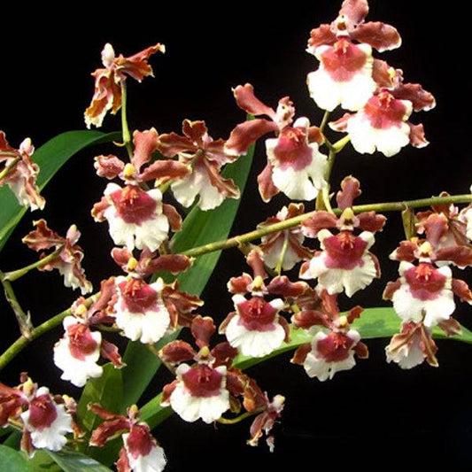 Oncidium (Colmn.) Jairak Catt 'Ma-Rith' - Without Flowers | BS - Buy Orchids Plants Online by Orchid-Tree.com