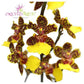 Oncidium Baipai (Trichocentrum sunny village x lancianum) - Without Flower | BS - Buy Orchids Plants Online by Orchid-Tree.com