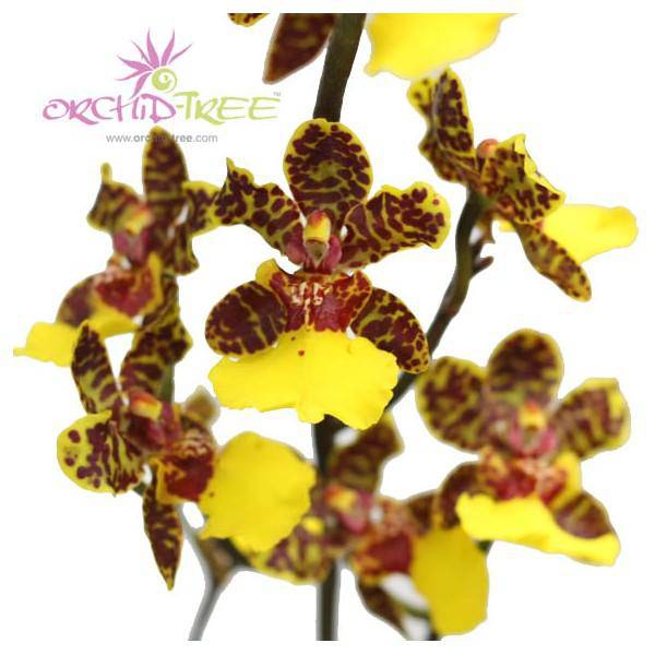 Oncidium Baipai (Trichocentrum sunny village x lancianum) - Without Flower | BS - Buy Orchids Plants Online by Orchid-Tree.com