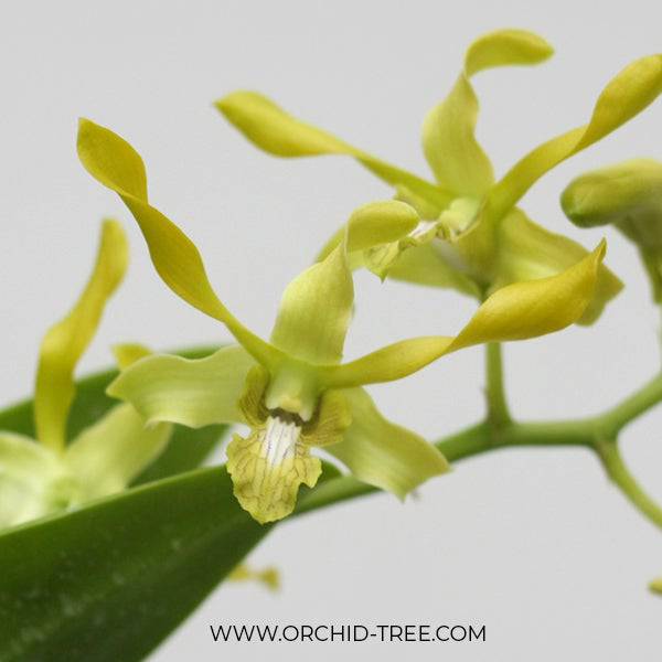 Dendrobium Ratree Twist - Without Flowers | BS - Buy Orchids Plants Online by Orchid-Tree.com
