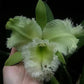 Cattleya (Rlc.) Golf Green - Without Flowers | MS - Buy Orchids Plants Online by Orchid-Tree.com