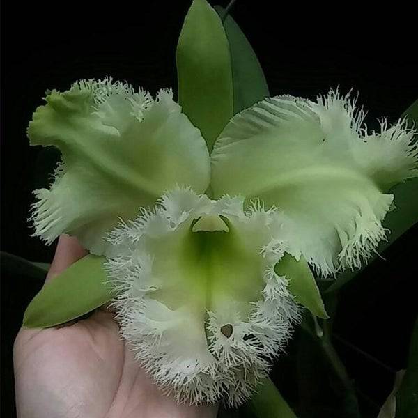 Cattleya (Rlc.) Golf Green - Without Flowers | MS - Buy Orchids Plants Online by Orchid-Tree.com