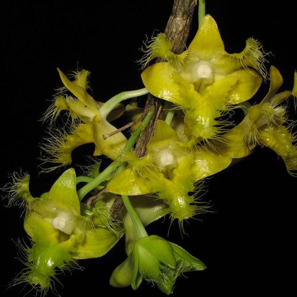 Dendrobium roslii sp. - Without Flowers | MS - Buy Orchids Plants Online by Orchid-Tree.com