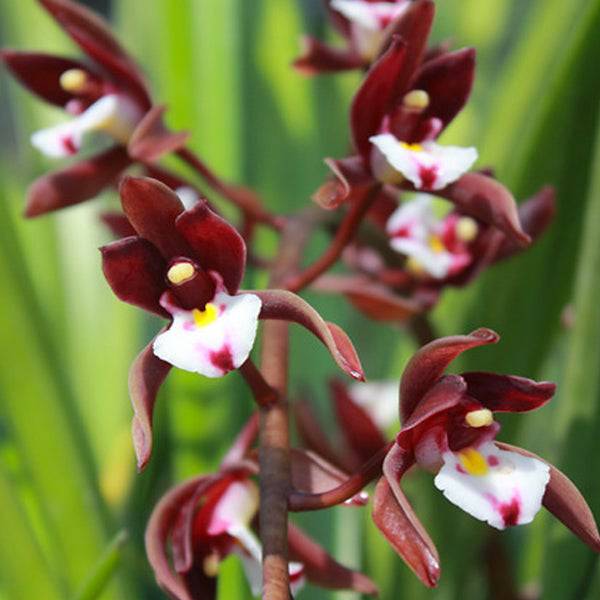 Cymbidium atropurpureum sp. - Without Flowers | BS - Buy Orchids Plants Online by Orchid-Tree.com