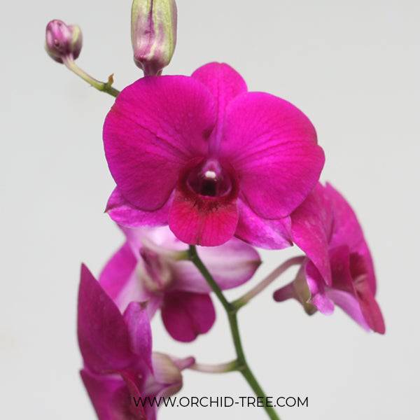 Dendrobium Round Red - Without Flowers | BS - Buy Orchids Plants Online by Orchid-Tree.com