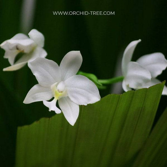 Spathoglottis White - Without Flowers | BS - Buy Orchids Plants Online by Orchid-Tree.com