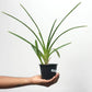 Cymbidium atropurpureum sp. - Without Flowers | BS - Buy Orchids Plants Online by Orchid-Tree.com