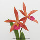 Cattleya (Bl.) Hidden Gold # 3 - With Bud | FF - Buy Orchids Plants Online by Orchid-Tree.com