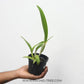 Cattleya (Rlc.) Golf Green - Without Flowers | MS - Buy Orchids Plants Online by Orchid-Tree.com