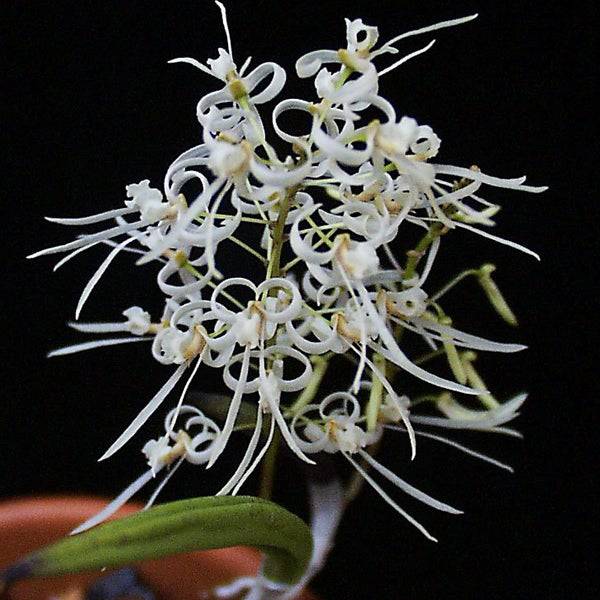 Dendrobium wallisii sp. | Australian Dendrobium  - Without Flowers | MS - Buy Orchids Plants Online by Orchid-Tree.com