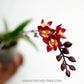 Oncidium (Meshaara) Ruby 'Golden Chocolate' - With Spike | FF - Buy Orchids Plants Online by Orchid-Tree.com