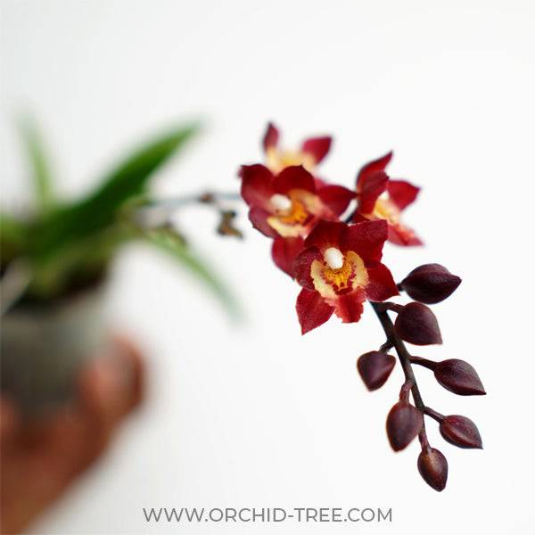 Oncidium (Meshaara) Ruby 'Golden Chocolate' - With Spike | FF - Buy Orchids Plants Online by Orchid-Tree.com
