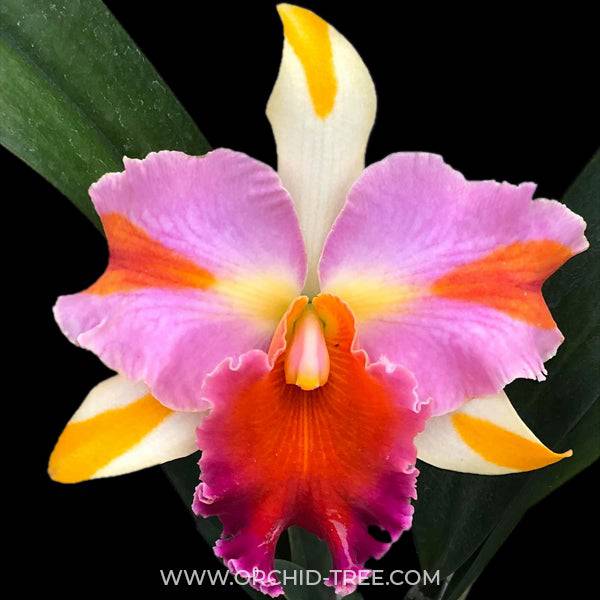 Cattleya (Rlc.) Amazing Thailand - Without Flowers | MS - Buy Orchids Plants Online by Orchid-Tree.com