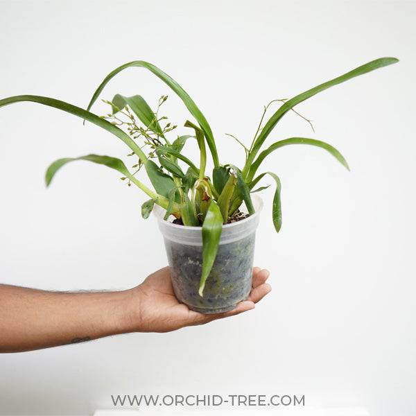 Oncidium Rosy Sunset - With Spike | FF - Buy Orchids Plants Online by Orchid-Tree.com