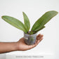 Psychopsis Kalihii - Without Flowers | BS - Buy Orchids Plants Online by Orchid-Tree.com