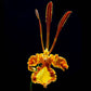 Psychopsis Kalihii - Without Flowers | BS - Buy Orchids Plants Online by Orchid-Tree.com