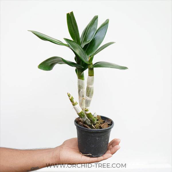 Dendrobium Emerald Green - Without Flowers | BS - Buy Orchids Plants Online by Orchid-Tree.com