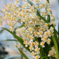 Oncidium Twinkle White - Without Flowers | BS - Buy Orchids Plants Online by Orchid-Tree.com