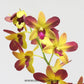 Dendrobium Gift By God - Without Flowers | BS - Buy Orchids Plants Online by Orchid-Tree.com