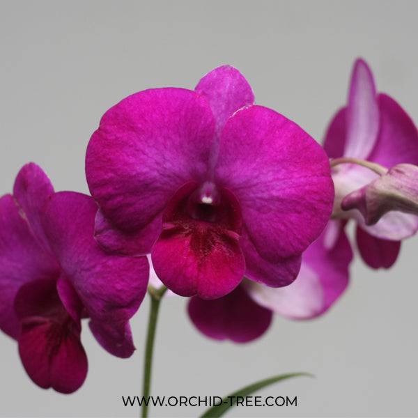 Dendrobium Udomsri Red - Without Flowers | BS - Buy Orchids Plants Online by Orchid-Tree.com