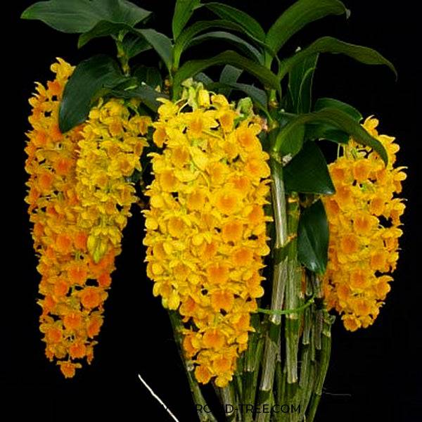 Dendrobium densiflorum sp. - Without Flowers | BS - Buy Orchids Plants Online by Orchid-Tree.com