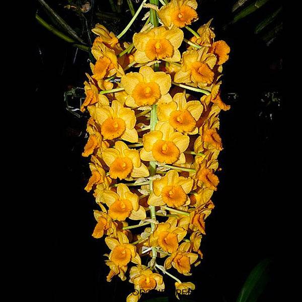 Dendrobium densiflorum sp. - Without Flowers | BS - Buy Orchids Plants Online by Orchid-Tree.com