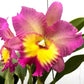 Cattleya (Rlc.) Nakornchaisri Pink - Without Flowers | MS - Buy Orchids Plants Online by Orchid-Tree.com