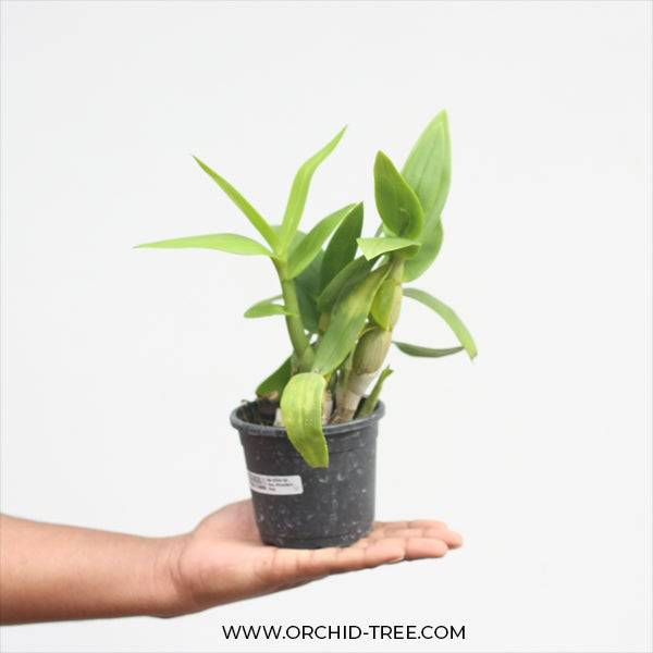 Dendrobium Miniature Pink - Without Flowers | BS - Buy Orchids Plants Online by Orchid-Tree.com