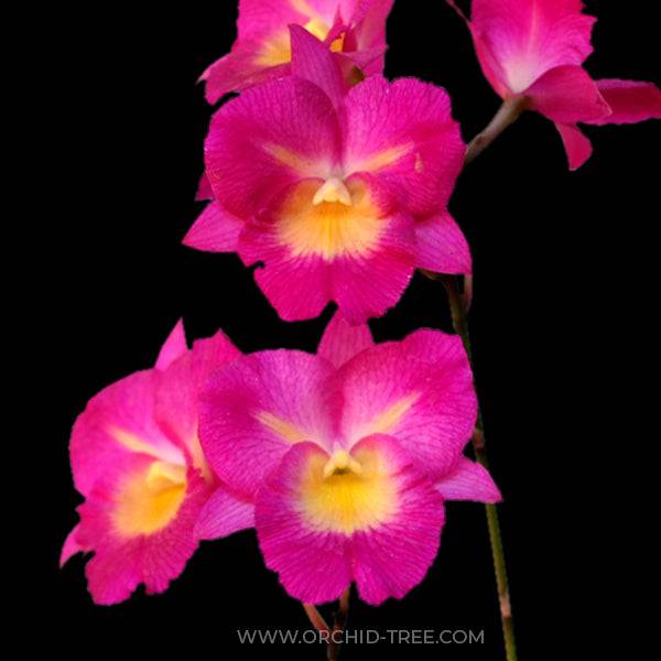 Cattleya Starlyn Pink - With Spike | FF - Buy Orchids Plants Online by Orchid-Tree.com