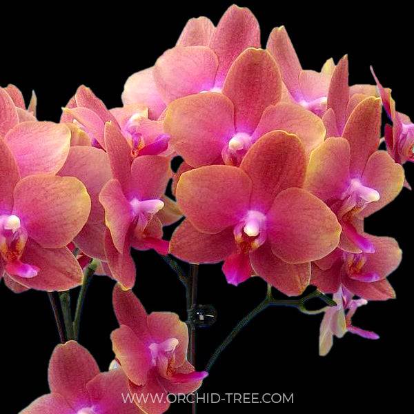 Phalaenopsis Love Waltz - With Spike | FF - Buy Orchids Plants Online by Orchid-Tree.com