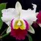 Cattleya (Rlc.) Memoria Anna Balmores - Without Flowers | BS - Buy Orchids Plants Online by Orchid-Tree.com