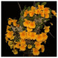 Dendrobium jenkinsii sp. - Without Flowers | BS - Buy Orchids Plants Online by Orchid-Tree.com